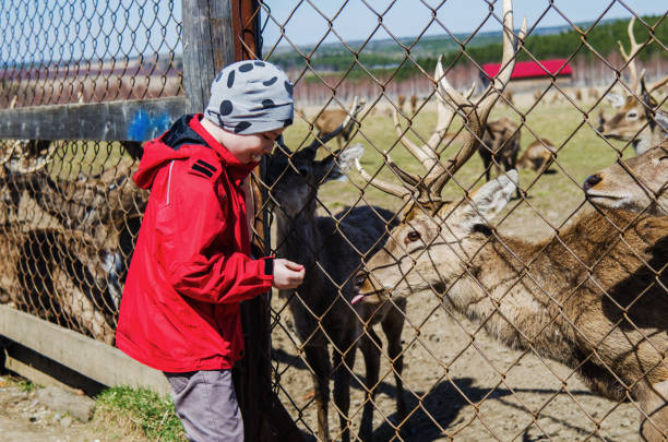 istock Happy boy feeding deer at the farm 1300838478