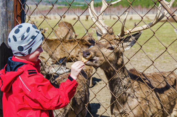 istock Children on a deer farm 1300838482