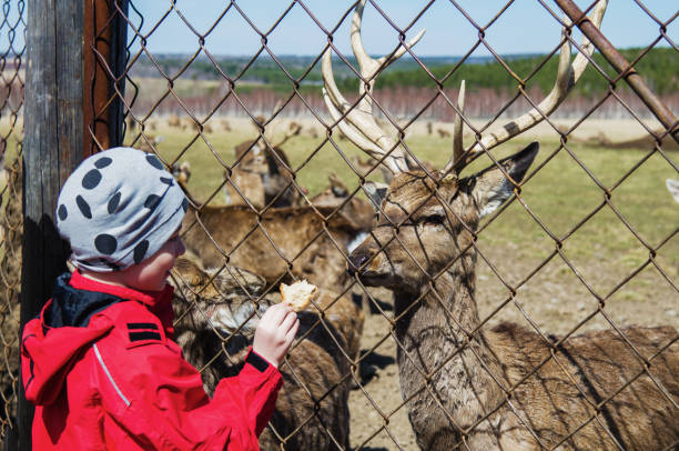istock Children on a deer farm 1300838517