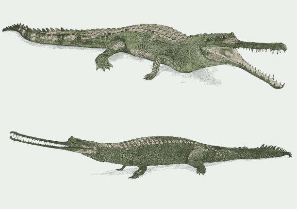 illustrations, cliparts, dessins animés et icônes de crocodile d’eau douce. gharial alligator - gavial