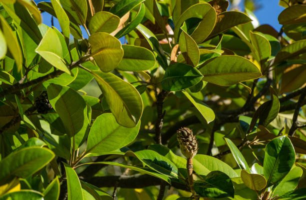 nahaufnahme glänzende immergrüne blätter der luxuriösen magnolia grandiflora. magnolie wächst im park in der nähe von festival concert hall in sotschi. - evergreen magnolia stock-fotos und bilder