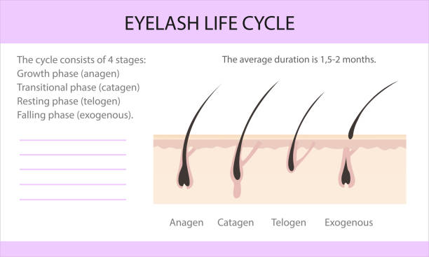 Hair Growth Cycle Stock Photos, Pictures & Royalty-Free Images - iStock Hair Growth Cycle Stock Photos, Pictures & Royalty-Free Images - iStock