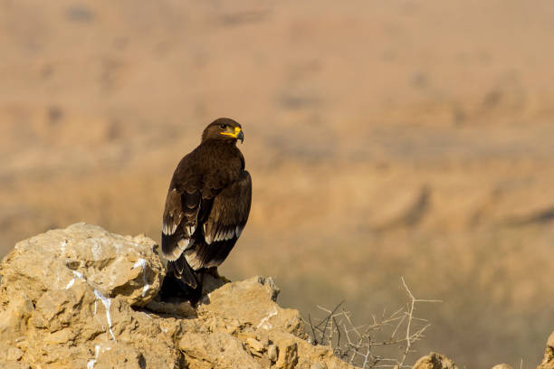 Steppe Eagle.. A large eagle with rich brown plumage, wide wings, and seven well-splayed “fingers” at the wingtip. The steppe eagle is a large bird of prey. Like all eagles, it belongs to the family Accipitridae. The eagle with the dietary habits of a vulture. steppe eagle aquila nipalensis stock pictures, royalty-free photos & images