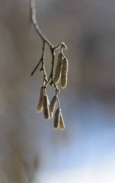 fotografia macro di un orecchino di betulla in inverno - betulla dargento foto e immagini stock