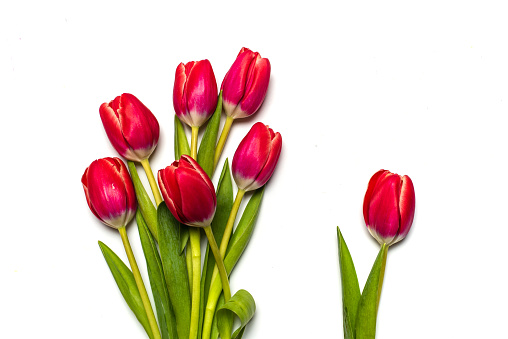 Red tulips spring flower arrangement blossom flat lay on white background isolated top view