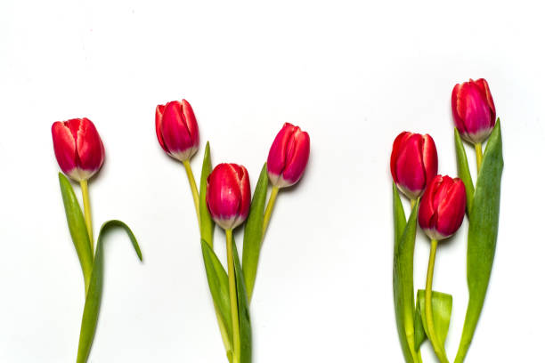 Red tulips spring flower arrangement blossom flat lay on white background isolated top view