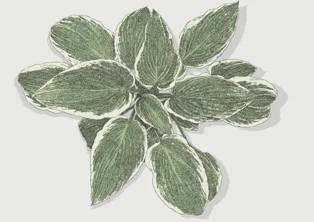 Vector illustration of Variegated Palm. Houseplant, Leaves.