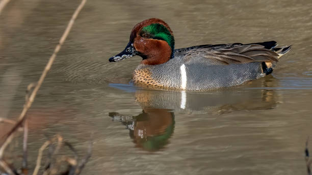 istock Green Winged Teal Duck in Huntley Meadows park in Virginia 1300840903