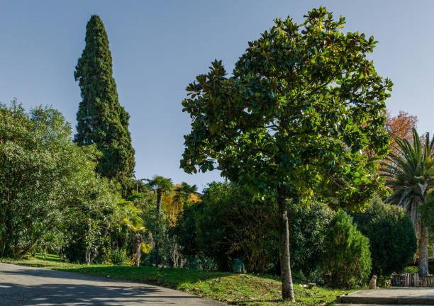 luxuriöse magnolia grandiflora mit glänzenden immergrünen blättern vor dem hintergrund exotischer pflanzen. magnolie wächst im park in der nähe von festival concert hall in sotschi. - evergreen magnolia stock-fotos und bilder