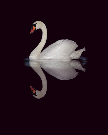 White swan sailing and reflecting in black water.