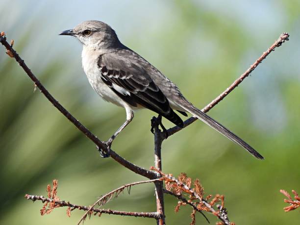 istock Northern Mockingbird (Mimus polyglottos) perched on a branch 1300841392