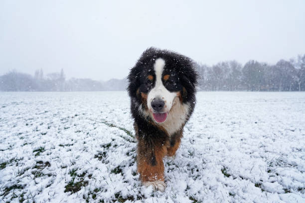 雪の中で公園を歩くベルンマウンテンドッグ - dog snow bernese mountain dog paw ストックフォトと画像