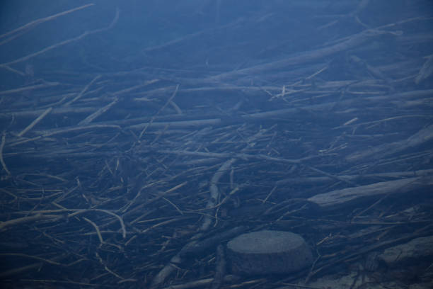 Sunken driftwood underwater in a dark lake illuminated by moonlight.