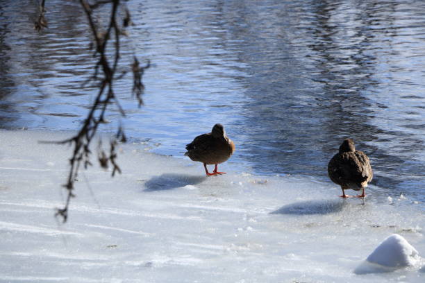 istock two ducks on the frozen lake 1300844271