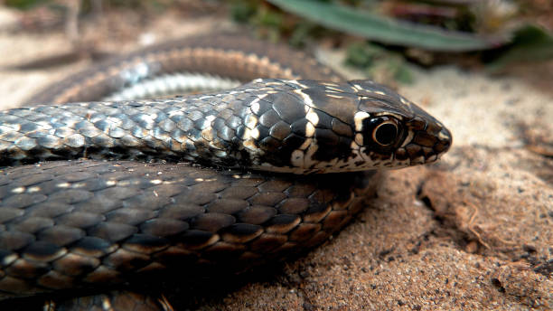 istock This sand snake is quick and active during the day, usually disappearing into the closest shrubs when disturbed. 1300844491
