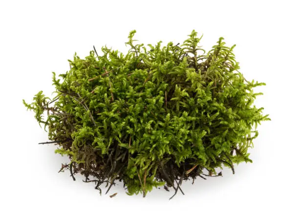 Green moss isolated on white background closeup