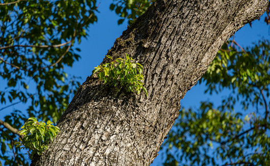 Gray bark of large camphor tree (Cinnamomum camphora) common camphor wood or camphor laurel with young evergreen leaves in Sochi.  Beautiful nature landscape for any design