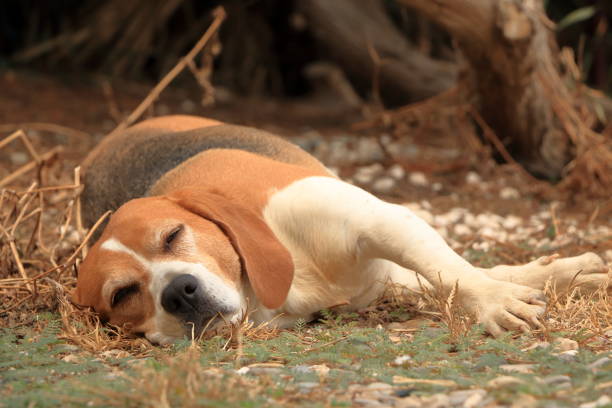 istock a beagle taking a nap in the shade 1300845415