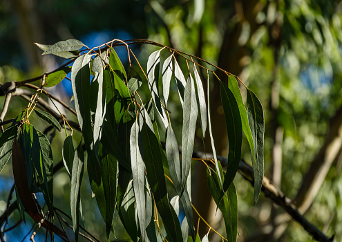 Beautiful fragrant emerald evergreen leaves of Eucalyptus tree or gum tree growing on Primorsky Boulevard in resort town Sochi. Beautiful nature landscape for any design