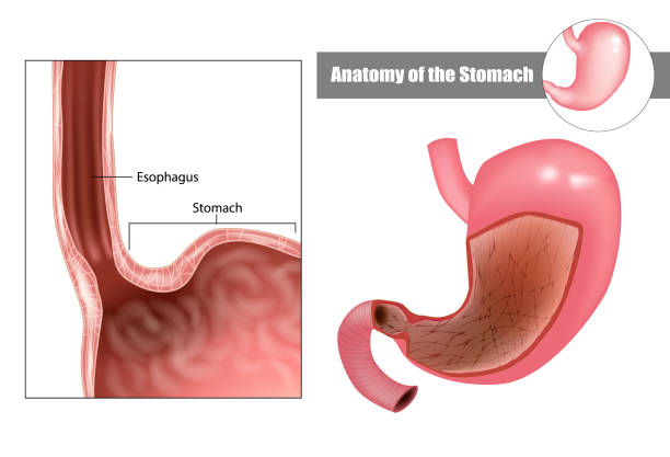 illustrazioni stock, clip art, cartoni animati e icone di tendenza di anatomia dello stomaco. anatomia dell'apparato digerente - piloro