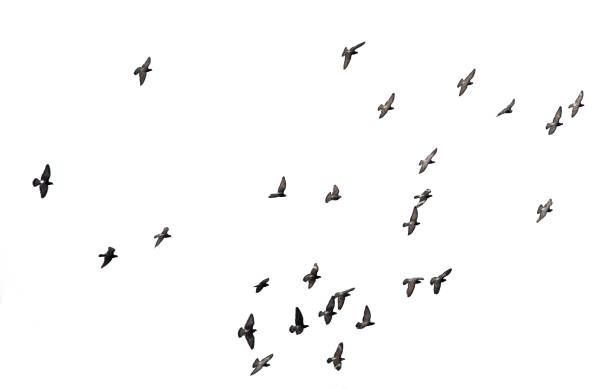 istock A flock of birds isolated on a white background. 1300847063