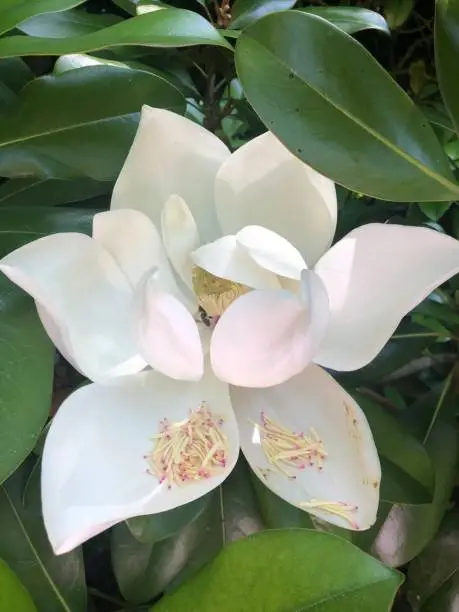 Photo of White Magnolia