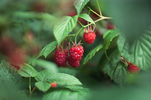 ripe raspberries on the bush. good harvest