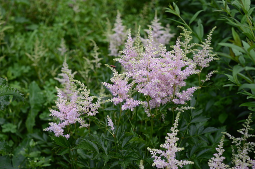 Closep Astilbe chinensis known as false goat's beard with blurred background in summer garden