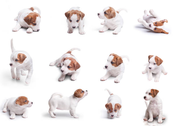 istock big set. terrier jack russela puppies isolated on white background 1300848181