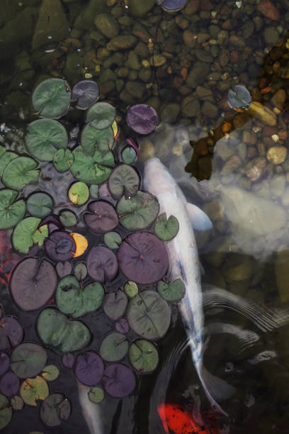 grands poissons beaux nagent dans un étang avec des lys d’eau, un endroit beau calme pour se détendre - 11090 photos et images de collection