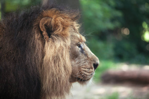istock portrait of a large beautiful lion 1300848308