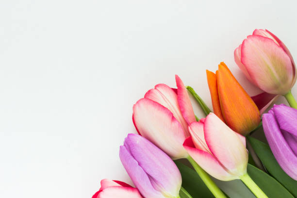 istock Colorful tulip bouquet on white background 1300848778