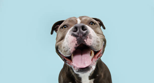 retrato feliz sonriente perro matón americano sonriente. aislado sobre fondo azul. - pitbull de nariz azul fotografías e imágenes de stock