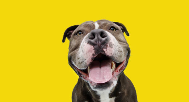 Portrait happy smiling american bully dog. Isolated on yellow background. Portrait happy smiling american bully dog. Isolated on yellow background. american bully dog stock pictures, royalty-free photos & images