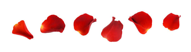 istock Set of red rose petals 1300851836