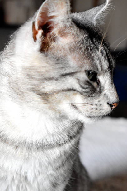 istock Beautiful gray cat indoors 1300851858