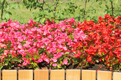 Flower bed with begonias