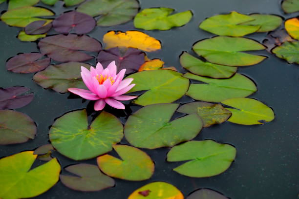 a pink water lily in a small pond - water lily imagens e fotografias de stock