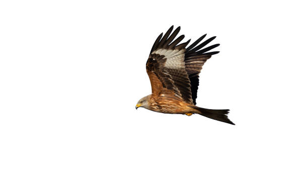 istock Red kite flying in the air isolated on white background 1300853525