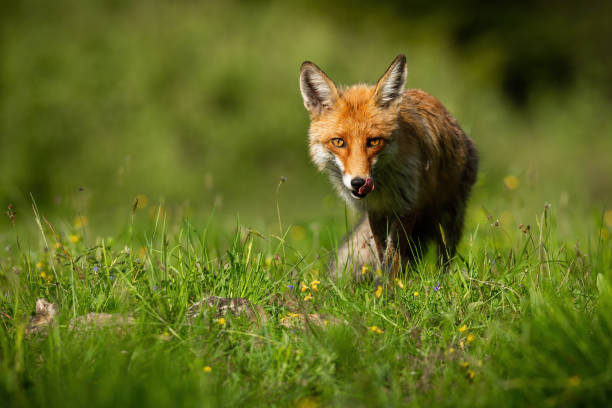 istock Red fox licking its mouth on vibrant glade in summer sunlight 1300854173