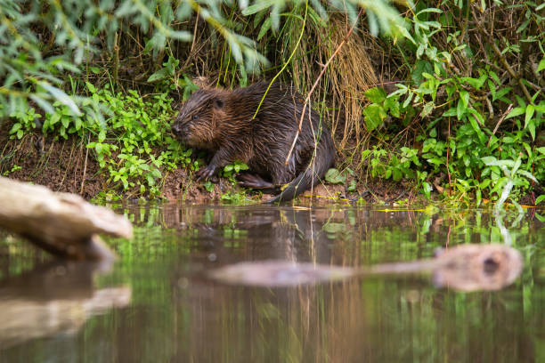 istock Hidden eurasian beaver chewing plants on riverside just above water in summer. 1300854352