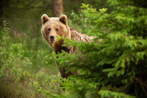 Brown bear, ursus arctos, looking from behind the tree in spring nature. Large predator hinding in green forest. Big mammal standing in woodland.