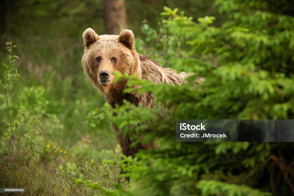 Brown bear looking from behind the tree in spring nature Brown bear, ursus arctos, looking from behind the tree in spring nature. Large predator hinding in green forest. Big mammal standing in woodland. Bear Stock Photo