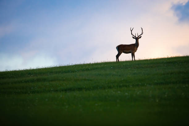 istock Red deer in outline looking on grassland with blue sky in background 1300854599