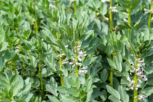Flowering of the field bean (Vicia faba)