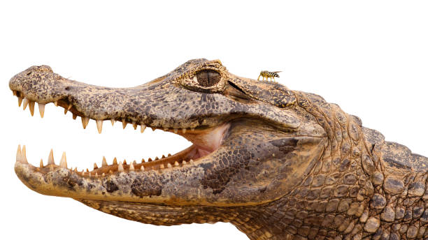 Head of yacare caiman with open mouth and visible teeth isolated on white stock photo