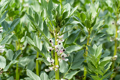 Flowering of the field bean (Vicia faba)