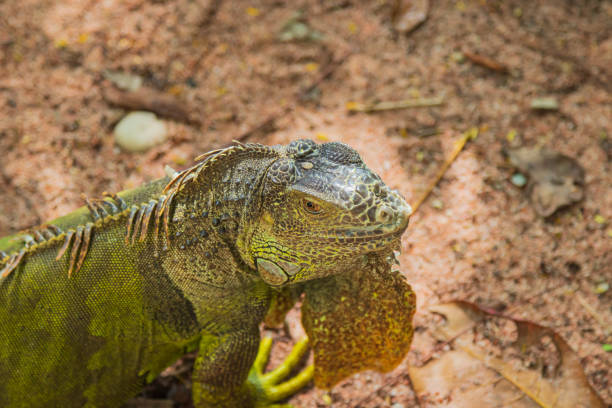 istock Close up of green iguana. 1300856327