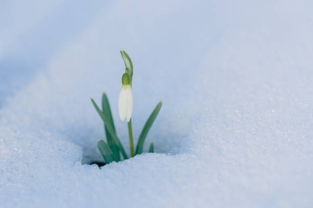 istock Spring beauty. First flower. Spring single snowdrop flower in the sparkling snow in sunlight. 1300856888