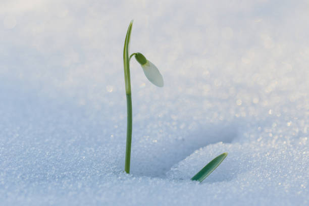 istock Spring beauty. First flower. Spring single snowdrop flower in the snow. 1300856975
